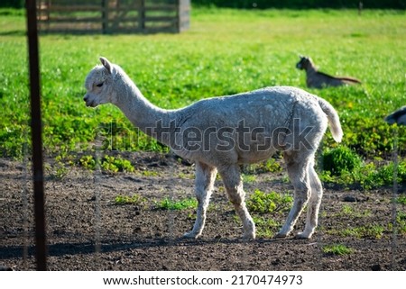 White Alpaca behind blurred fence. Side view.