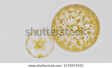 Two species of genus Coscinodiscus in one frame. Collected from Jakarta bay. 400x magnification + camera zoom. Blured background Royalty-Free Stock Photo #2170475435