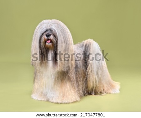 Front view of Lhasa Apso dog standing on olive background