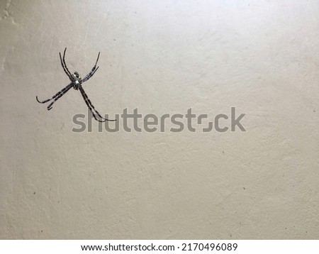 spider waiting for prey in the corner of the house wall
