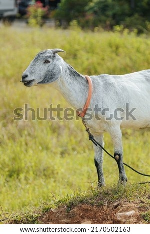 A white horned goat head on blurry with green grass background