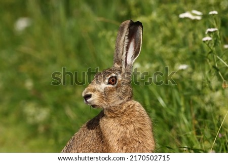 Portrait photo of a European hare