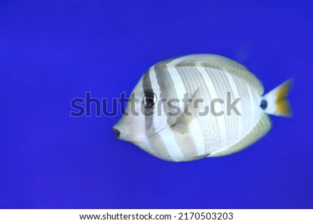 Sailfin tang in aquarium on blue background close-up 