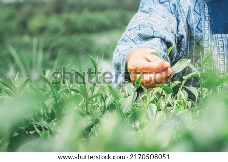 Close up images, The hands of the farmers who are harvesting up the leaves from the tea tree in the morning which are the good time to harvest the tea leaves, to people and agriculture concept.