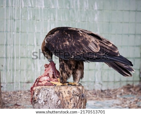 eagle eating meat at the zoo