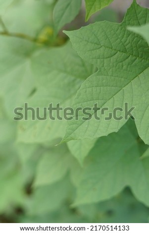selective focus of wild vines in nature