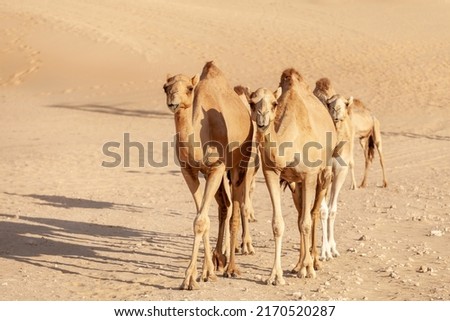 Middle eastern camels walking in the desert in United Arab Emirates Royalty-Free Stock Photo #2170520287