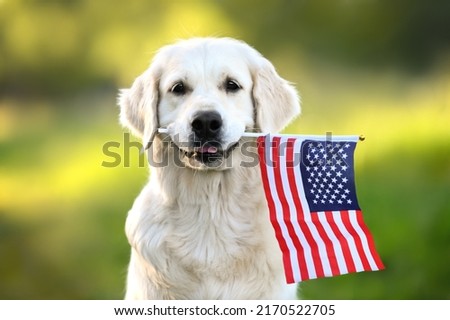 happy golden retriever dog holding American flag in mouth  Royalty-Free Stock Photo #2170522705