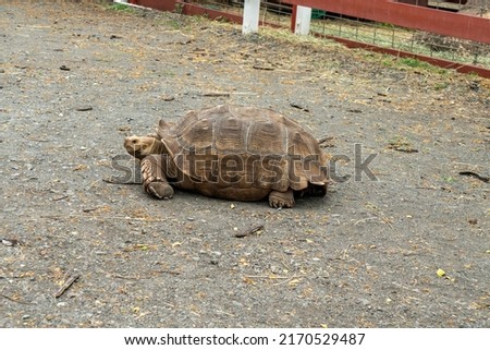 Beautiful shot of the tortoise at the ranch