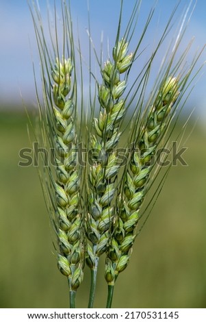 Three green wheat  ears (Triticum aestivum) close-up photo.  Royalty-Free Stock Photo #2170531145