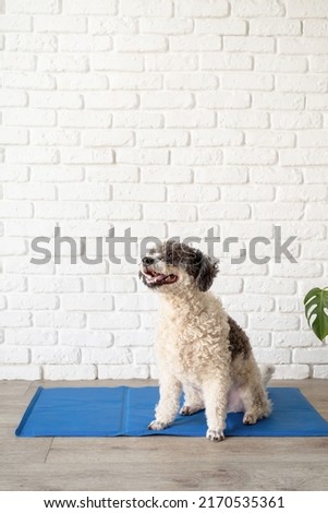 Pet care. Cute mixed breed dog sitting on cool mat in hot day looking up, white brick wall background, summer heat Royalty-Free Stock Photo #2170535361