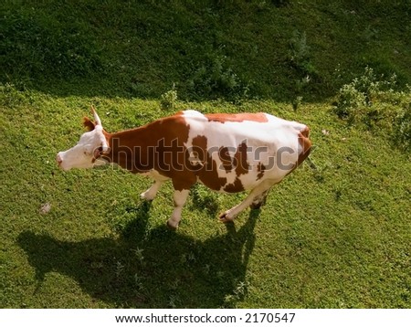 cow on an alpine meadow