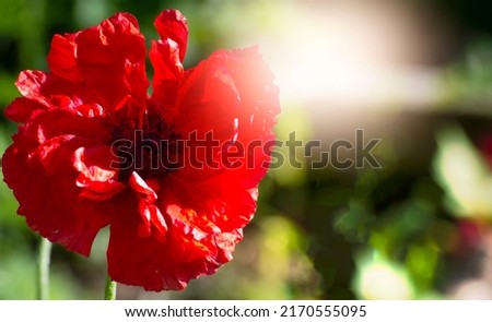 bright poppy flower in a sunny meadow close-up