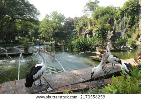 The parrot or pelican is a water bird that has a pouch under its beak, and is part of the Pelecanidae bird family. This bird is one of the bird species in the lake in Ragunan Zoo.