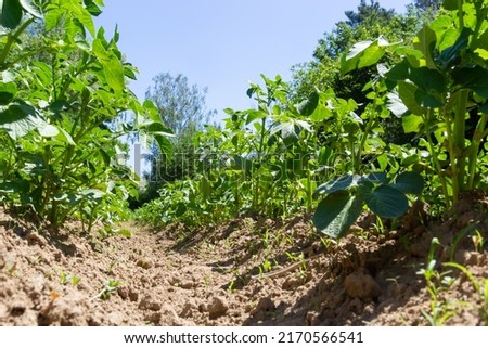 Potato, Solanum tuberosum, plantation. Crop planted at agriculture field.