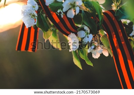 St. George’s ribbon on a spring blooming pear tree on May 9 Victory Day. Patriotic war in Russia. Victory Day background.