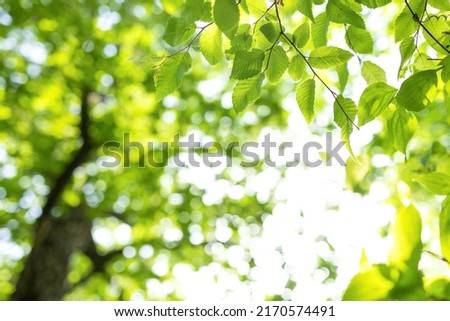 Upward glance to sun rays shines through forest trees. Scattered sunlight that filters through green elm leaves. Sunny summer nature background with sunshine radiant bokeh. Japanese Komorebi concept Royalty-Free Stock Photo #2170574491