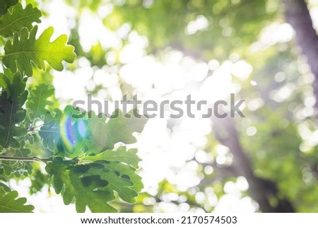 Upward glance to sun rays shines through forest trees. Scattered sunlight that filters through green oak leaves. Sunny summer nature background with sunshine radiant bokeh. Japanese Komorebi concept Royalty-Free Stock Photo #2170574503