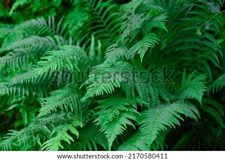Beautiful fern leaf texture in nature. Natural ferns background Fern leaves Close up ferns nature. Fern plants in forest Background of the ferns Nature concept. Green ferns nature. Natural floral fern Royalty-Free Stock Photo #2170580411
