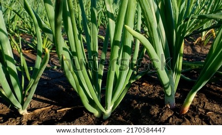 Green onions grow in the garden. Growing greens. Organic vegetables and herbs for the kitchen Royalty-Free Stock Photo #2170584447