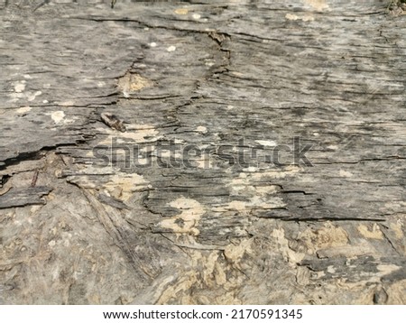 Old Brown wood Texture background With Natural Pattern