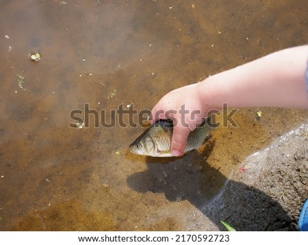crucian silverfish in the hand of a child
