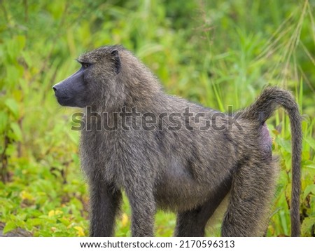 Portrait of an Anubis baboon (Papio anubis) standing in a meadow (Uganda)