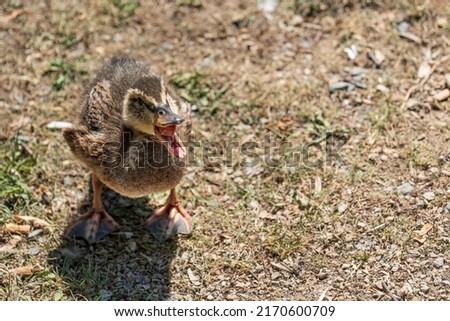 mallard chick stands on a meadow with wide open beak, copy space