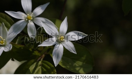 Grass lily white (Ornithogalum umbellatum) delicate flower, in the bush. Spring season