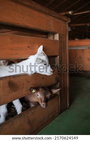 Lovely pair of white and brown goats. Two little goats peek out from a fence at a goat farm. Cute with funny. Modern farm