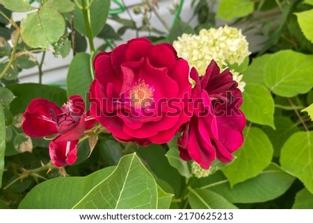 Common name: Damask rose, scientific name: Rosa x damascena