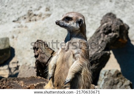 Meerkat guard and watch their surroundings to protect their family from predators