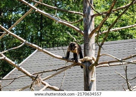 A little monkey is playing on a dry tree tied with a rope by the roof of the house