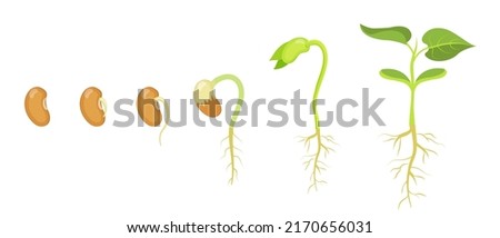 Phases of germination and development of bean seed. Royalty-Free Stock Photo #2170656031