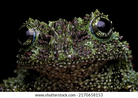 Theloderma corticale (Vietnamese mossy frog) closeup head, Vietnamese mossy frog camouflage on leaves, Mossy tree frog on leaves Royalty-Free Stock Photo #2170658153
