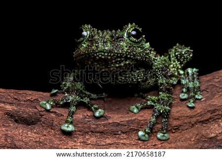 Theloderma corticale (Vietnamese mossy frog) camouflage on wood, moss tree frog camouflage on wood, mossy tree frog on wood