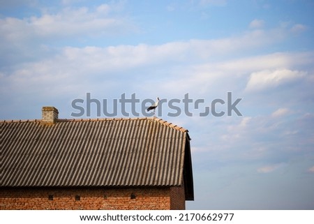 European white stork. The stork stands on the roof of the house in Ukraine. Colorful wild birds. Ukrainian village. Blue sky background. Summer.