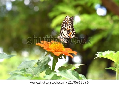 Butterfly on a Cosmos flower sulphureus with morning light