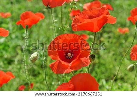 Closeup of red poppy flowers and buds on summer wild meadow