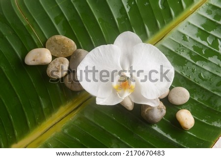 White orchid with stones with big leaves with wet drop background.