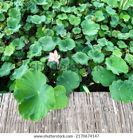 Light pink lotus (at the center of a picture) is blooming among bright green lotus leaves floating on the water (with bamboo walkway at the bottom of a picture) in the evening sunlight in square scale