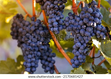 Red grapes (vitis vinifera) ready to be harvested. Royalty-Free Stock Photo #2170681427