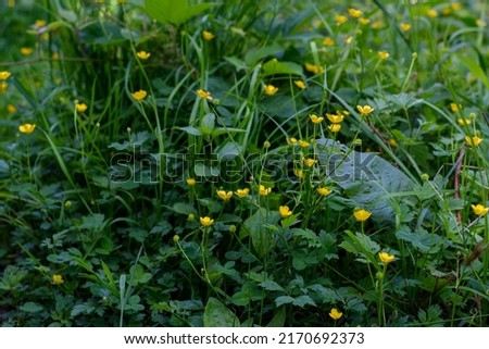 Caltha palustris L., Yellow flower, blossom. flower on ground in nature at spring. Selective focus and top view shooting. Marsh-marigold, blooming yellow flowers. Royalty-Free Stock Photo #2170692373
