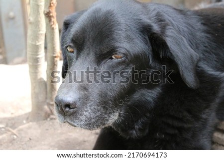 Photograph of a black Labrador Retriever. Old Labrador in close-up. Black dog face, profile, eyes, ears, nose. Pet portrait in the garden. Photography in daylight. People's best friend. Soft hair.
