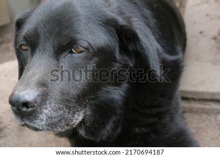 Photograph of a black Labrador Retriever. Old Labrador in close-up. Black dog face, profile, eyes, ears, nose. Pet portrait in the garden. Photography in daylight. People's best friend. Soft hair.