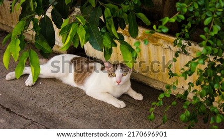 Brown and white cat, beautiful, siamese, yellow-green eyed cat lying under a tree in the garden.