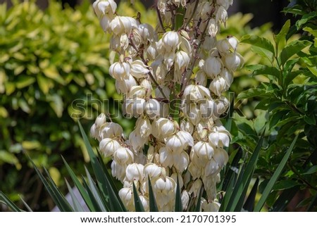 Selective focus of white cream flower with green leaves in garden, Yucca filamentosa or Adam’s needle and thread is a species of flowering plant in the family Asparagaceae, Nature floral background.