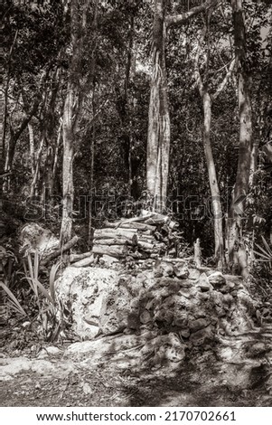 Old black and white picture of Tropical mexican jungle plants trees and natural forest panorama view and walking path in Puerto Aventuras Mexico.