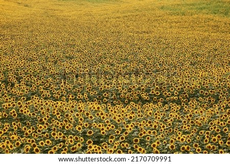Pattern of agricultural field with yellow sunflowers.