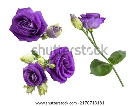 Purple Eustoma flower isolated on white background Royalty-Free Stock Photo #2170713181